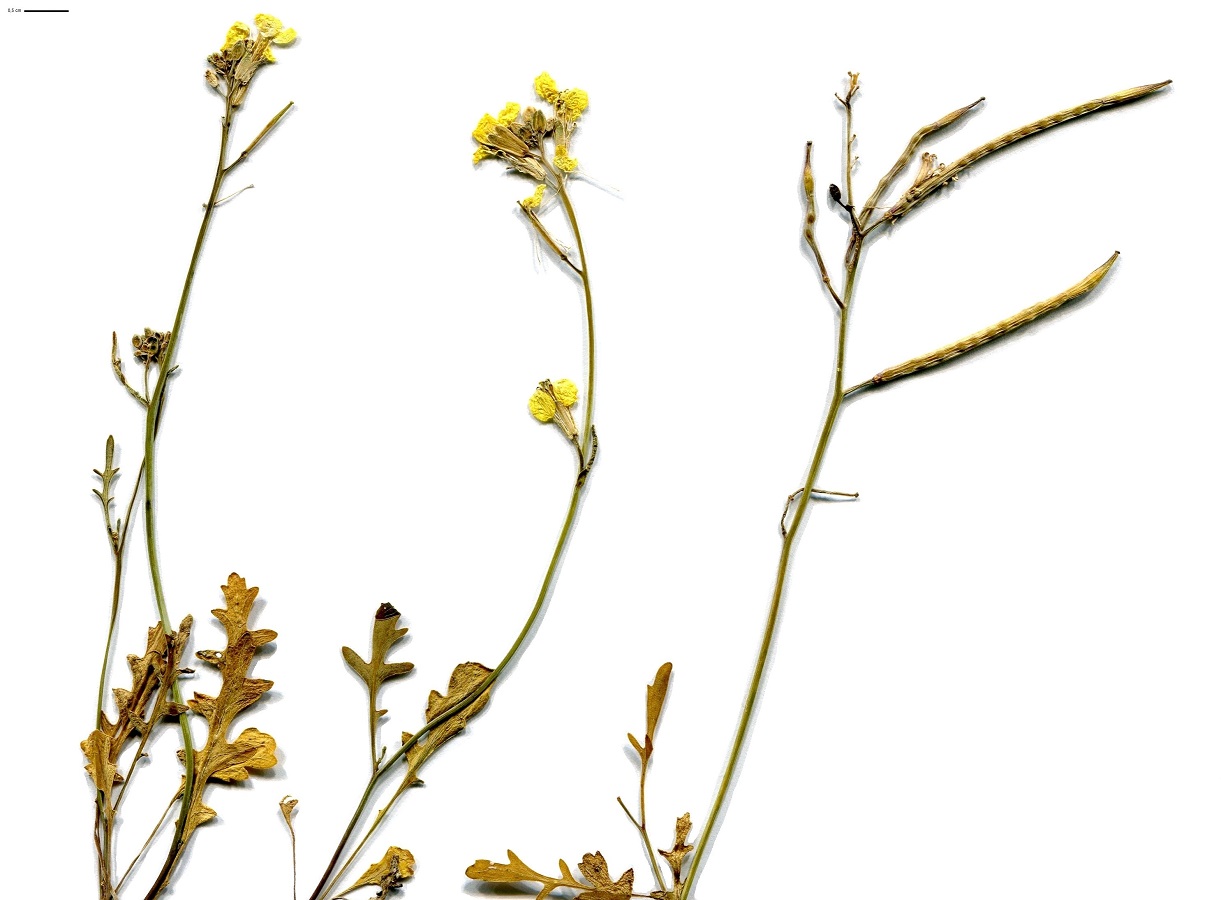 Coincya monensis subsp. cheiranthos (Brassicaceae)